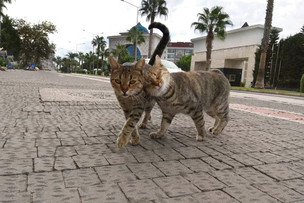 Deux chats mignons marchant ludique le long de la rue de la ville du sud. Photographié sur smartphone — Photo