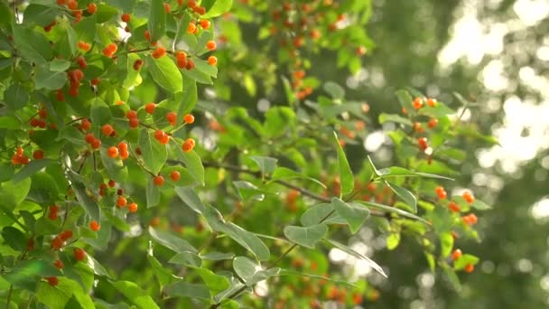 Lonicera Tatarica Arbusto Madressilva Com Bagas Laranja Vento Arbusto Verde — Vídeo de Stock