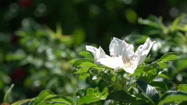 Πράσινο Θάμνο Λευκό Μπουμπούκι Από Άγριο Τριαντάφυλλο Ενάντια Στο Φόντο — Αρχείο Βίντεο