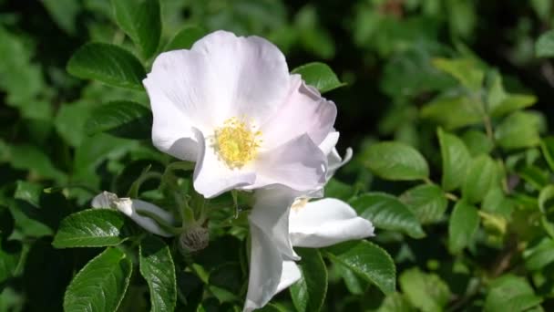 La caméra se concentre sur le buisson vert avec bourgeon de rose sauvage blanc dans le parc ou le jardin. Vidéo HD 