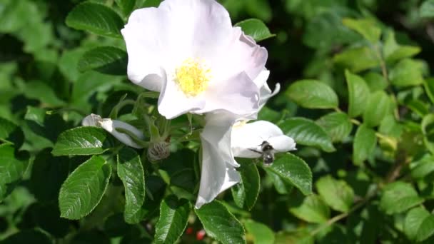 バンブルビーは 公園や庭で白い野生のバラの芽に飛びます Hdスローモフッテージビデオ — ストック動画