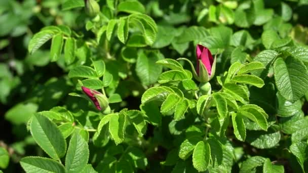 Arbusto verde con capullo rojo de rosa silvestre sobre fondo de parque o jardín. Vídeo de alta definición — Vídeos de Stock