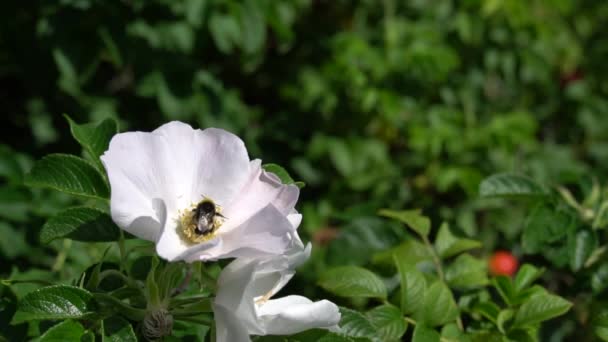 バンブルビーは 公園や庭の背景に白いバラのヒップをオフに飛びます Hdフッテージビデオ — ストック動画