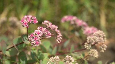 Yıldız şeklinde pembe çiçekler, güneşli bir gün. Bahçedeki ya da parktaki pembe çalılar