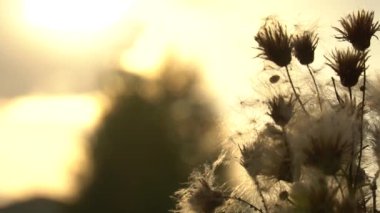 Olgunlaşmış devedikeni tüyü. Batan güneşin ışığında olgunlaşmış tüylü ayık tomurcukları. HD görüntüleri slowmotion video