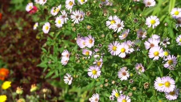 Helder Roze Aster Bloemen Zonnige Dag Roze Struiken Bloemen Tuin — Stockvideo