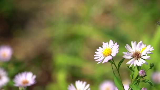 Leuchtend Rosa Aster Blüten Sonnigen Tagen Rosa Blumensträucher Garten Oder — Stockvideo