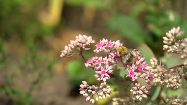 Bumblebee Flores Rosa Dia Ensolarado Arbustos Cor Rosa Flores Jardim — Vídeo de Stock
