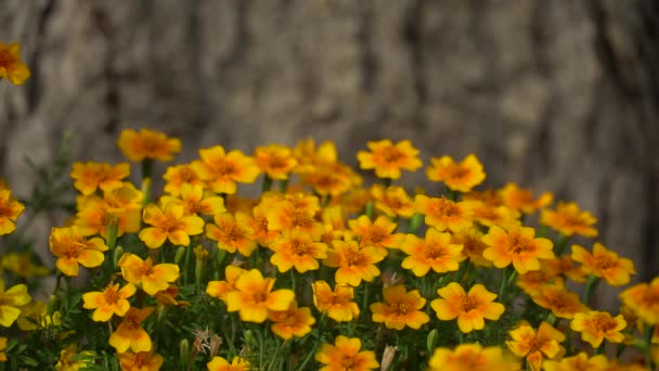 庭の明るいオレンジ色の花 公園の黄色い小さな花 Hd映像ビデオ 1080 — ストック動画