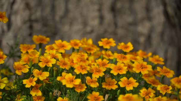 Bright orange flowers in garden. Yellow small flowers in park. HD footage video 1080