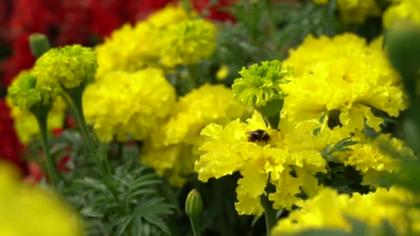黄色のマリーゴールドの花とバンブルビーは公園や庭を背景に花粉を収集します Hdフッテージビデオ — ストック動画