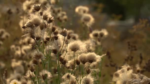 Fuzz Der Überreifen Distel Überreife Unreife Unkrautknospen Licht Der Untergehenden — Stockvideo