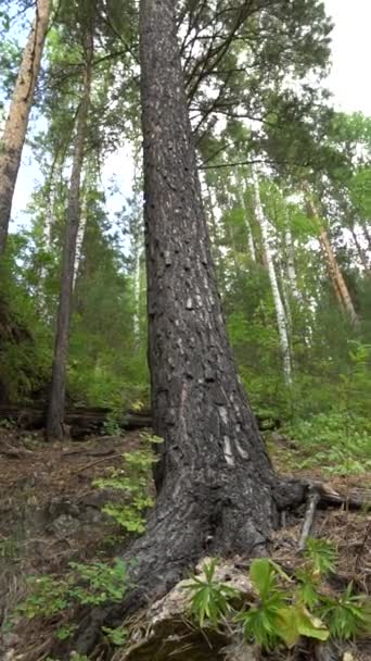 Verticale dennen op de berghelling. De camcorder richt zich op een boomstam in het bos. Beelden — Stockvideo
