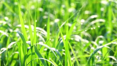 Güneşin doğuşuyla birlikte yeşil yaz otlarının güzel arka planı. Sakinlik ve tazelik, temizlik ve ekoloji. 4k