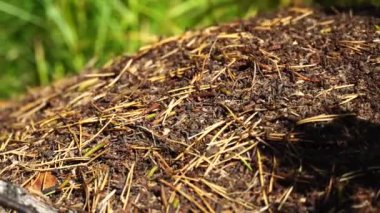 Güneşli bir günde kırmızı karıncalarla dolu. 4k yakın plan.