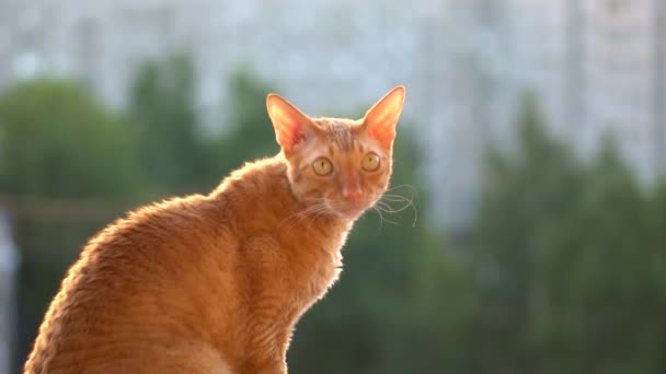 Gatto Rosso Carino Siede Finestra Durante Giorno Soleggiato Estivo Guarda — Video Stock