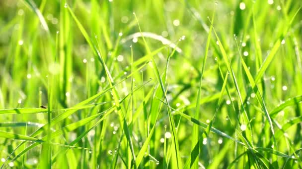 Beau fond d'herbe verte d'été avec rosée au lever du soleil. Calme et fraîcheur, propreté et écologie. 4K 