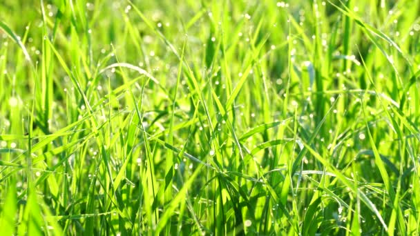 Belo Fundo Grama Verão Verde Com Orvalho Nascer Sol Calmaria — Vídeo de Stock