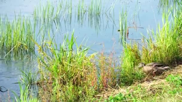 Pato Entra Agua Desde Orilla Nada Disparos Manuales — Vídeos de Stock