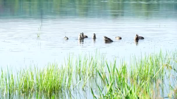 Ördekler Kıyıya Yakın Suya Yiyecek Için Dalarlar Manüel Atış — Stok video