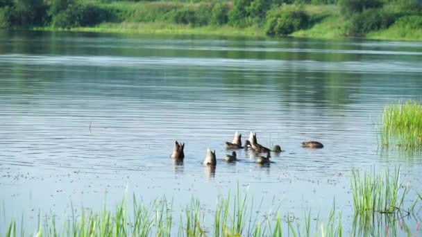 Kaczki Jeziorze Nurkują Jedzenie Pod Wodą Nagrywanie Wideo — Wideo stockowe
