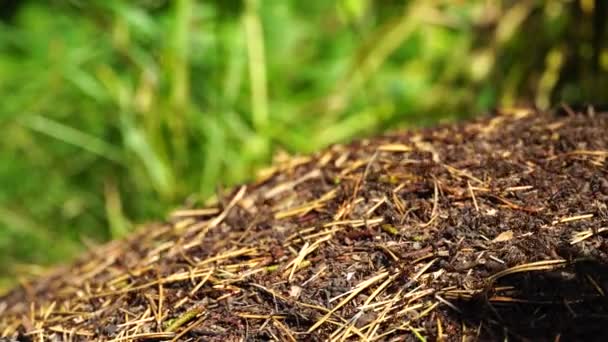 Molino Con Hormigas Rojas Día Soleado Primer Plano — Vídeos de Stock