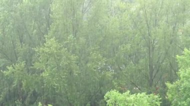 Şehirde yaz yağmuru var. Yeşil ağaçların ve sağanak yağmurun en üst görüntüsü. 4k video