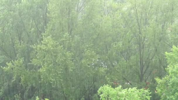 Şehirde Yaz Yağmuru Var Yeşil Ağaçların Sağanak Yağmurun Üst Görüntüsü — Stok video