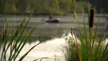 Yeşil sazlıklar rüzgarda sallanıyor. Sakin yaz manzarası. Orman Gölü kıyısında yaz sıcağında öğlen vakti. Arka planda, balıkçı şişme botta yüzüyor. Hafta sonu hobisi. 4k video