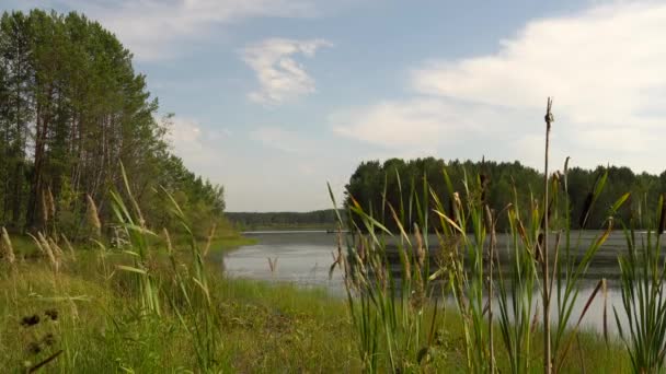 Letní Horké Poledne Břehu Lesního Jezera Zelené Rákosí Houpe Větru — Stock video