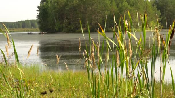 Sommar Kvav Stranden Skogssjön Gröna Rör Svajar Vinden Nära Håll — Stockvideo