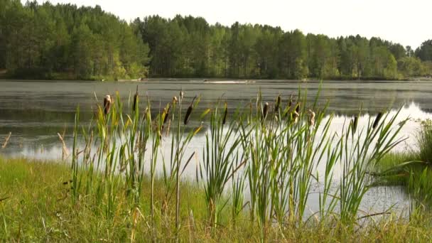 Sommar Kvav Stranden Skogssjön Gröna Rör Svajar Vinden Nära Håll — Stockvideo