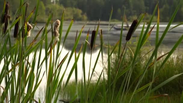 Les roseaux verts balancent dans le vent de près. Calme paysage d'été. Midi hivernal d'été sur la rive du lac forestier. En arrière-plan, pêcheur nage dans un bateau gonflable. Le passe-temps du week-end. Vidéo 4K 