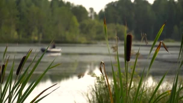A halász horgászbottal horgászik egy felfújható hajóról a folyó fenekén. Hétvégi hobbi. Nyugodt nyári táj. Nyári fülledt délben az erdei tó partján. 4k videó