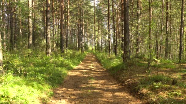 Sentier Forêt Pins Calme Paysage Été Journée Ensoleillée Été Forêt — Video