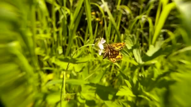 蝶は花の上に座って飛んで行き、蒸し暑い夏の日。花に焦点を当てたファンタスマゴリア効果。夏のコンセプト、屋外レクリエーション、野の花 — ストック動画