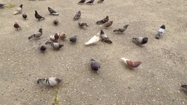 Duża grupa gołębi spacery, startuje i dziobania ziemi w poszukiwaniu żywności. Karmienie gołębi ulicznych w środowisku miejskim, walka o przetrwanie, rywalizacja, dobór naturalny, chaos, próżność. Materiał 1080p — Wideo stockowe