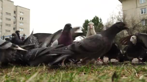Velká skupina holubů chodí a žere jídlo, odchází, zblízka. Krmení pouličních holubů v městském prostředí, boj o přežití, konkurence, přirozený výběr, chaos. Záběry 4K UHD — Stock video