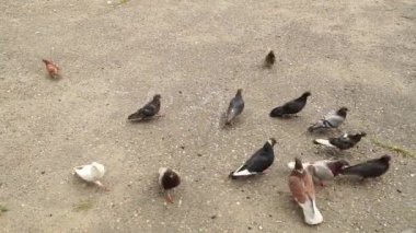 Karmaşık yürüyen güvercin sürüsünün hızlandırılmış görüntüleri kalkıyor ve yiyecek aramak için yeri gagalıyor. Sokak güvercinlerini şehir ortamlarında beslemek, hayatta kalma mücadelesi, rekabet, doğal seleksiyon