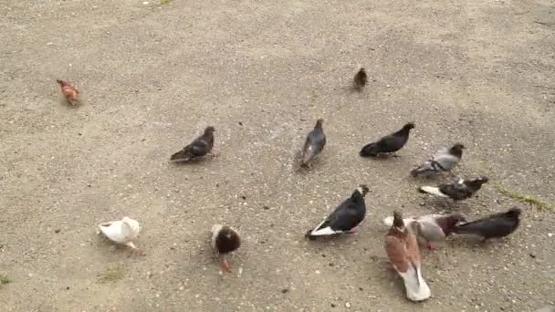 Časoprostorové záběry chaotické chodící skupiny holubů, vzlétají a klovají po zemi, hledajíce potravu. Krmení pouličních holubů v městském prostředí, boj o přežití, konkurence, přirozený výběr — Stock video