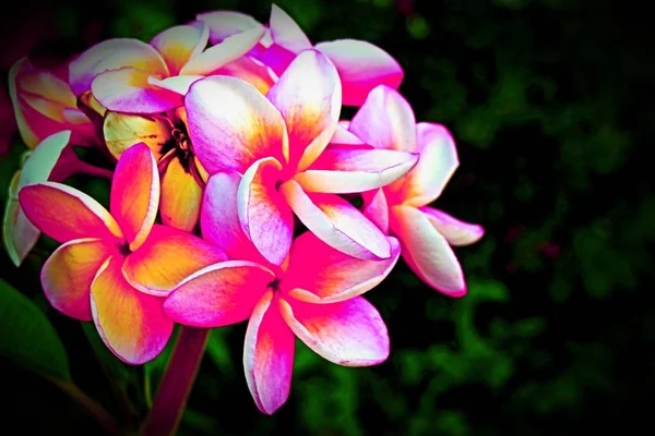 Paisaje Hermosa Flor Pulmeria Primer Plano Estilo Tan Impresionante Patrón —  Fotos de Stock