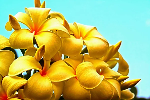 Красиві Квіти Пульмериї Стилі Крупним Планом Настільки Вражаючий Візерунок Відкритому — стокове фото