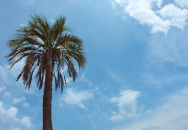 yüksek doğal Hindistan cevizi hurma ağacı blackground olarak mavi gökyüzü ile.