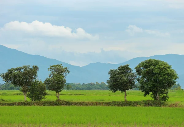 Niesamowity Widok Naturalny Krajobraz Wsi Tajski Pól Ryżowych Drzew Otoczony — Zdjęcie stockowe