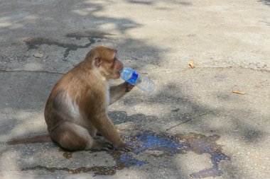 2017 12 Kasım. Chiang Rai Tayland. Susuz bir maymun içme suyu insan doğal park kaptı.