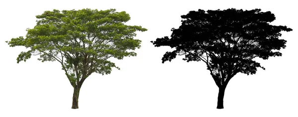 Ένα Φυσικό Άγριο Πράσινο Μεγάλο Δέντρο Μαύρη Μάσκα Άλφα Που — Φωτογραφία Αρχείου
