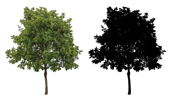 Натуральное Зеленое Дерево Альфа Маской Белом Фоне — стоковое фото