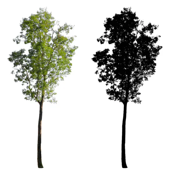 Υψηλή Μικρά Πράσινα Φύλλα Δέντρο Που Απομονώνονται Λευκό Φόντο Μαύρη — Φωτογραφία Αρχείου