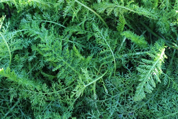 Natürliches Grünes Karottenblatt Aus Dem Garten — Stockfoto