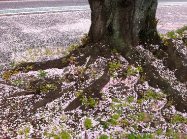 Japon pembe kiraz çiçekleri yere düşen sakura çiçekleri.